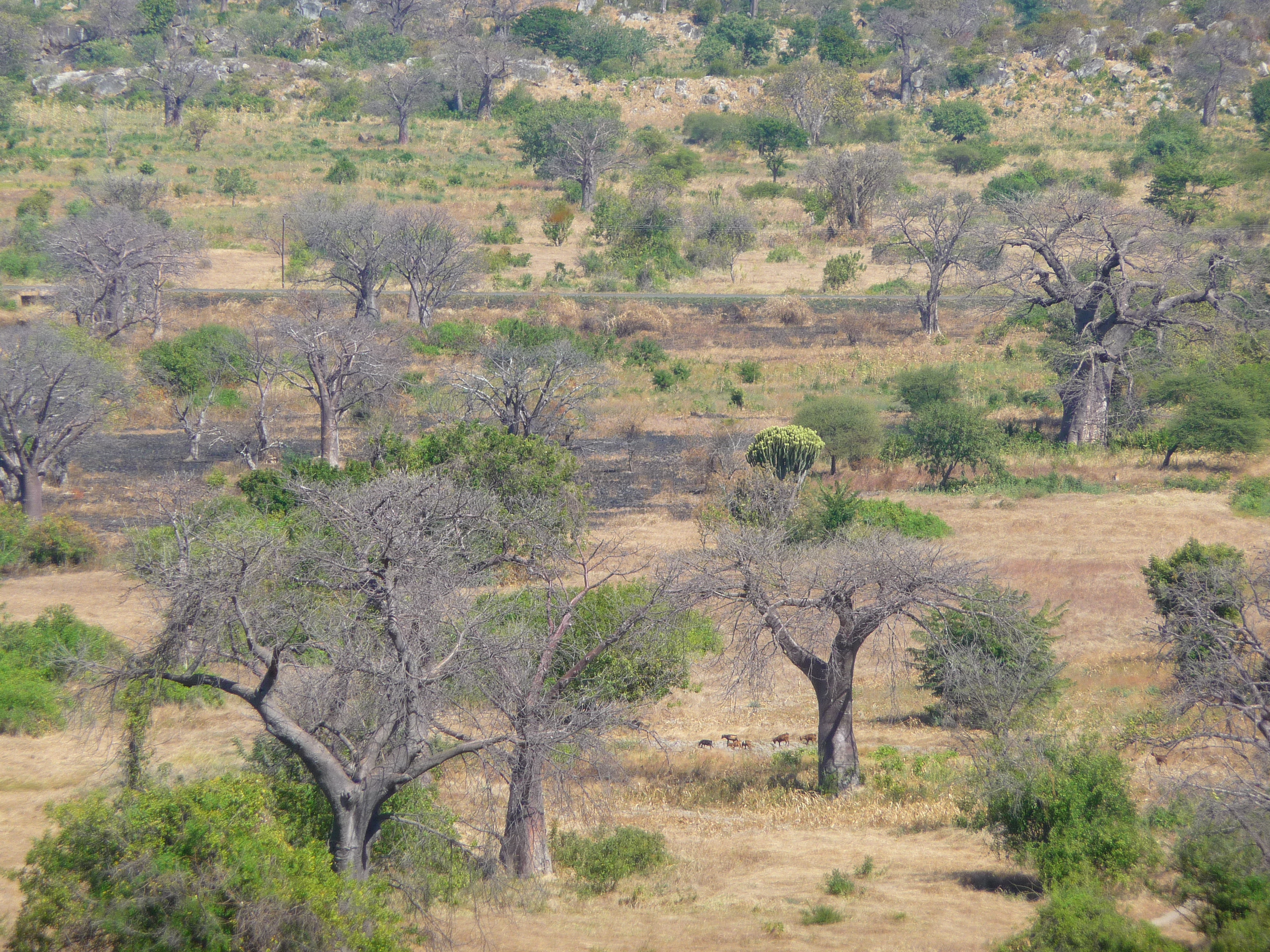 Ancient baobab trees