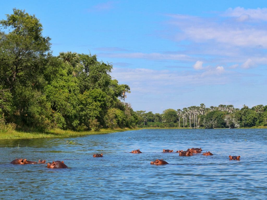 Hippos in Shire River