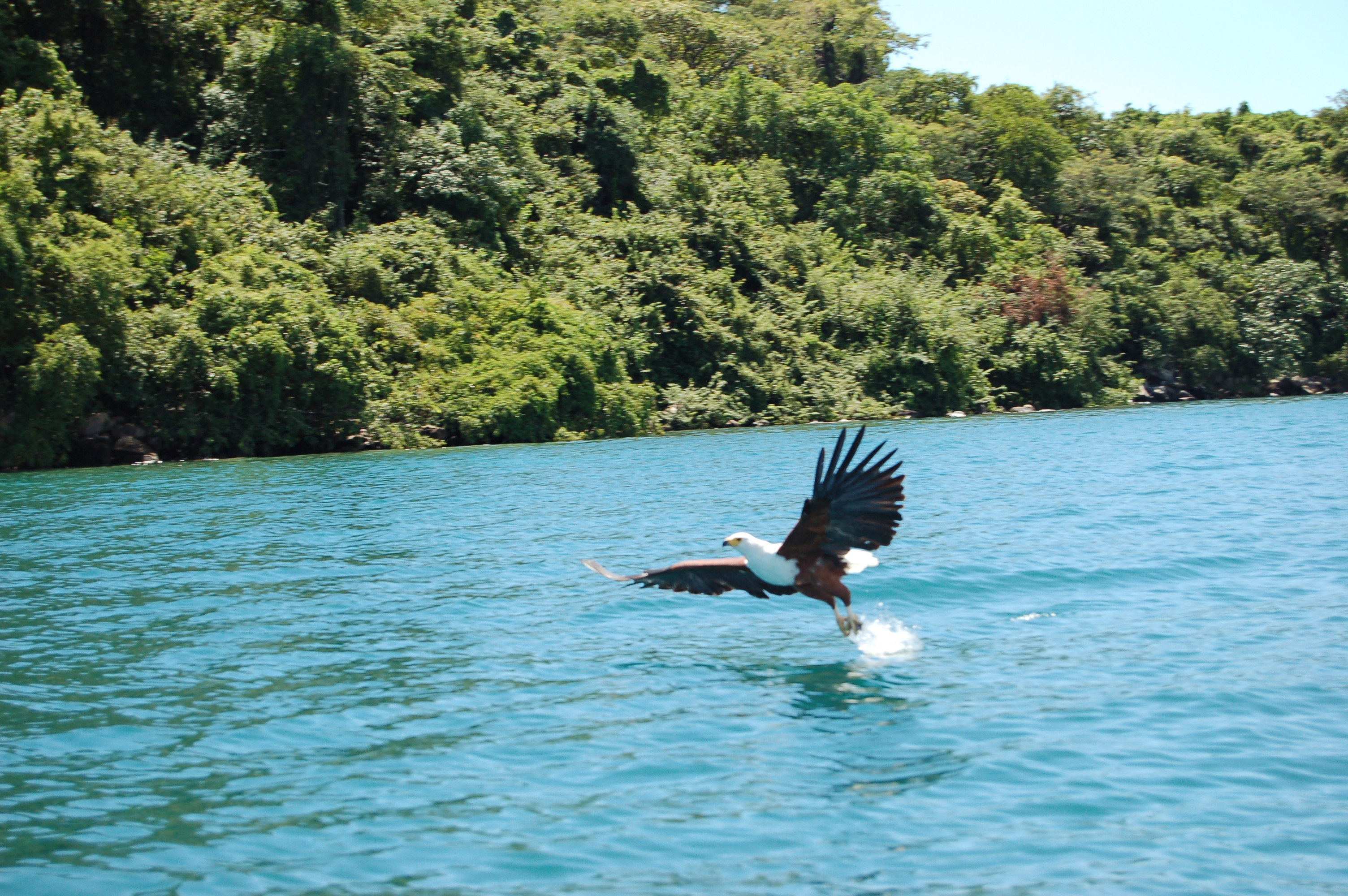 African Fish Eagle