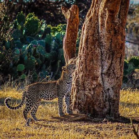 Leopard in tree