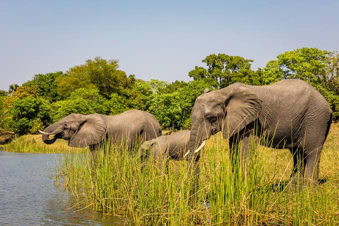 Elephants at Liwonde National Park