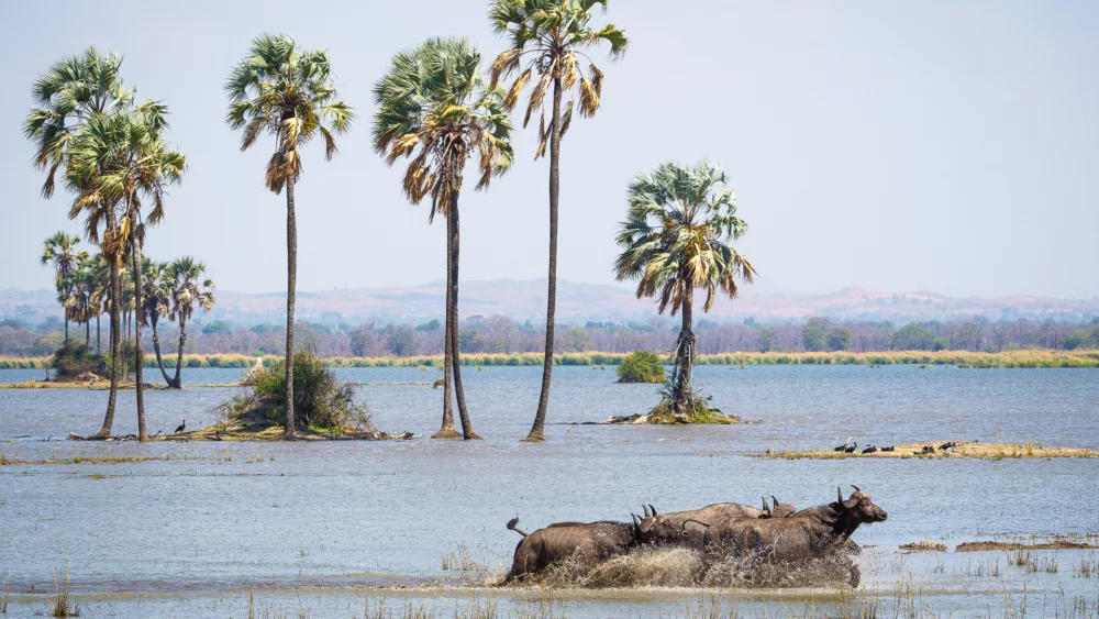 Liwonde National Park